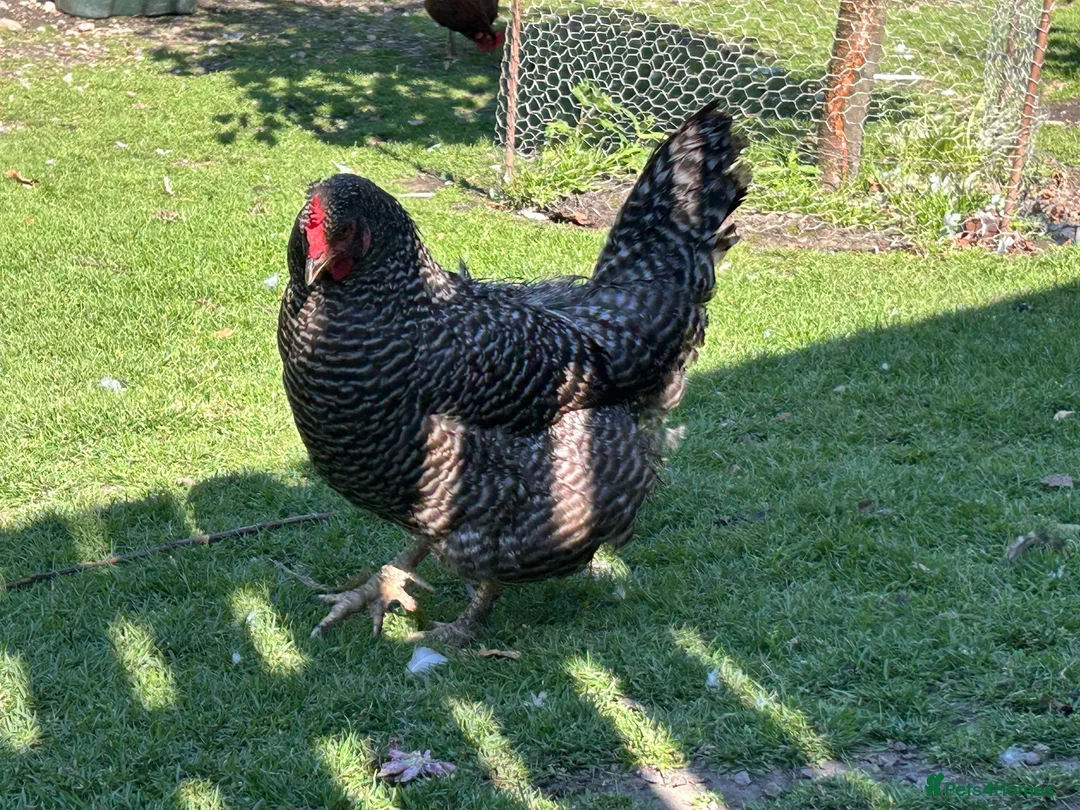 Chickens poultry for sale: Cuckoo maran friendly hen in Rotherham - Advert 1