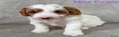 Australian Labradoodle 6
