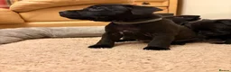 Staffordshire Bull Terrier dogs for sale: KC Reg/DNA Clear Brindle Staffordshire Puppies. - Advert 6