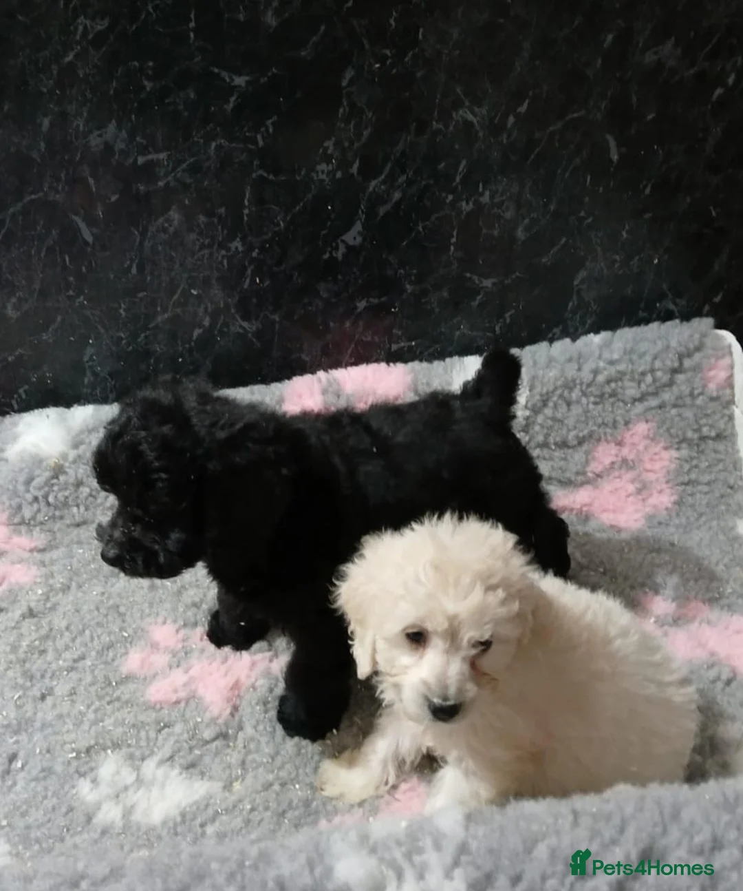 Cockapoo dogs for sale: Beautiful Cavapoo for sale in Neath - Advert 2