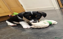 Mixed Breed dogs for sale: Corgi x Jack Russell terrier pups - Advert 8