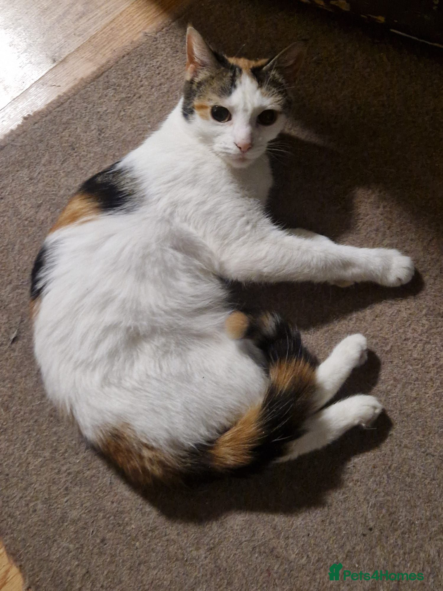 Mixed Breed cats Cute cat ready to go - Advert 18