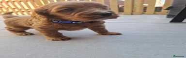 Cockapoo 1