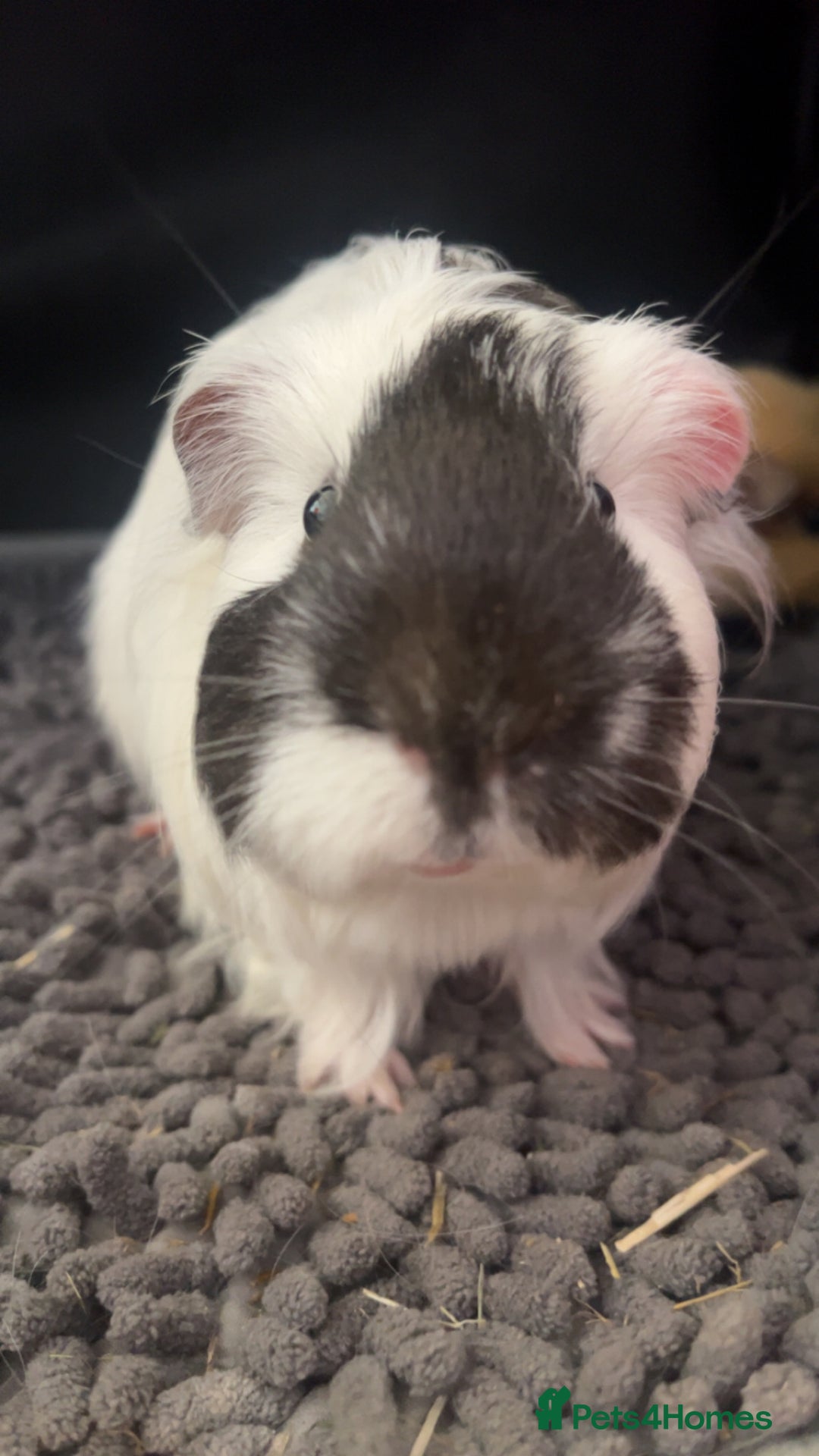 Guinea Pig rodents for sale: Bonded pair of guinea pigs  - Image 5