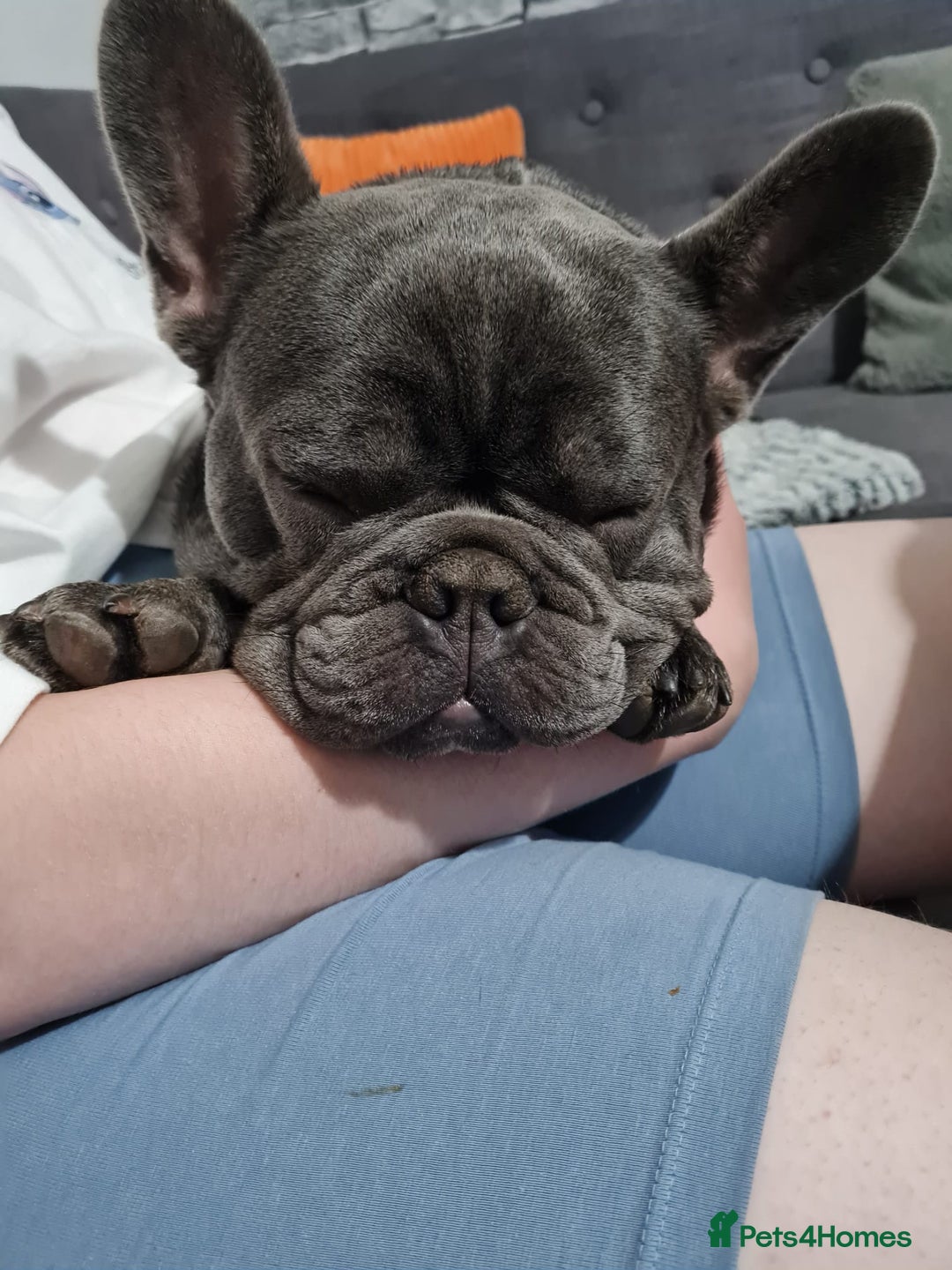 French Bulldog dogs for stud: French bulldog for stud - Advert 4