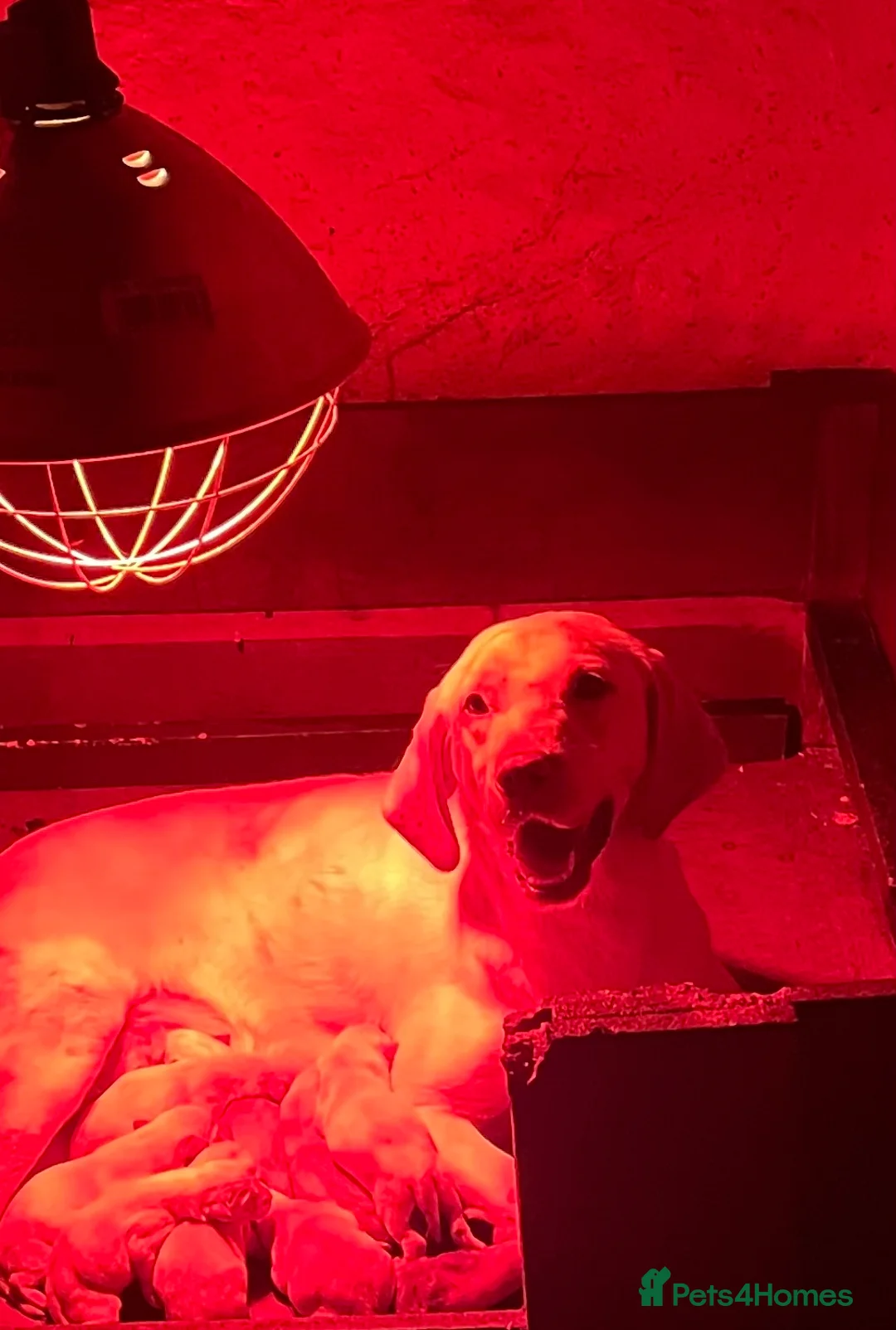 Labrador Retriever dogs for sale: Working Yellow And Red Labrador puppy’s! - Advert 14