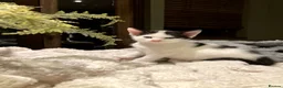 Mixed Breed cats for sale: New batch of Cuties in Basingstoke - Advert 20