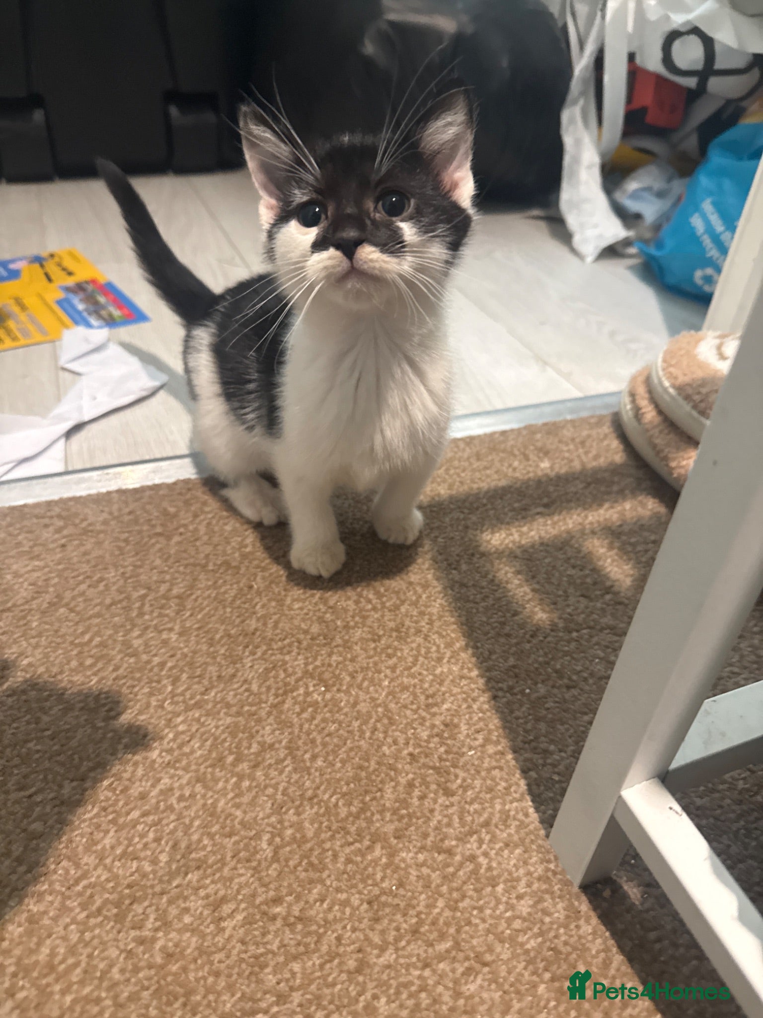 Mixed Breed cats 4 Kittens for sale - Advert 2