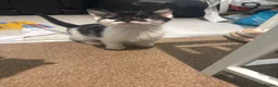 Mixed Breed cats for sale: 4 Kittens for sale - Advert 1
