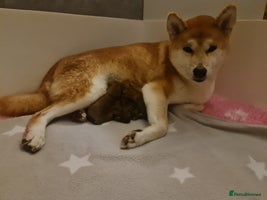Japanese Shiba Inu dogs 🐾🏵Newborn Shiba inu puppies 🏵🐾 - Advert 4