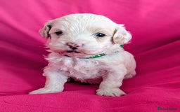 Maltipoo dogs for sale: Beautiful Toy Maltipoo Puppies - Advert 17