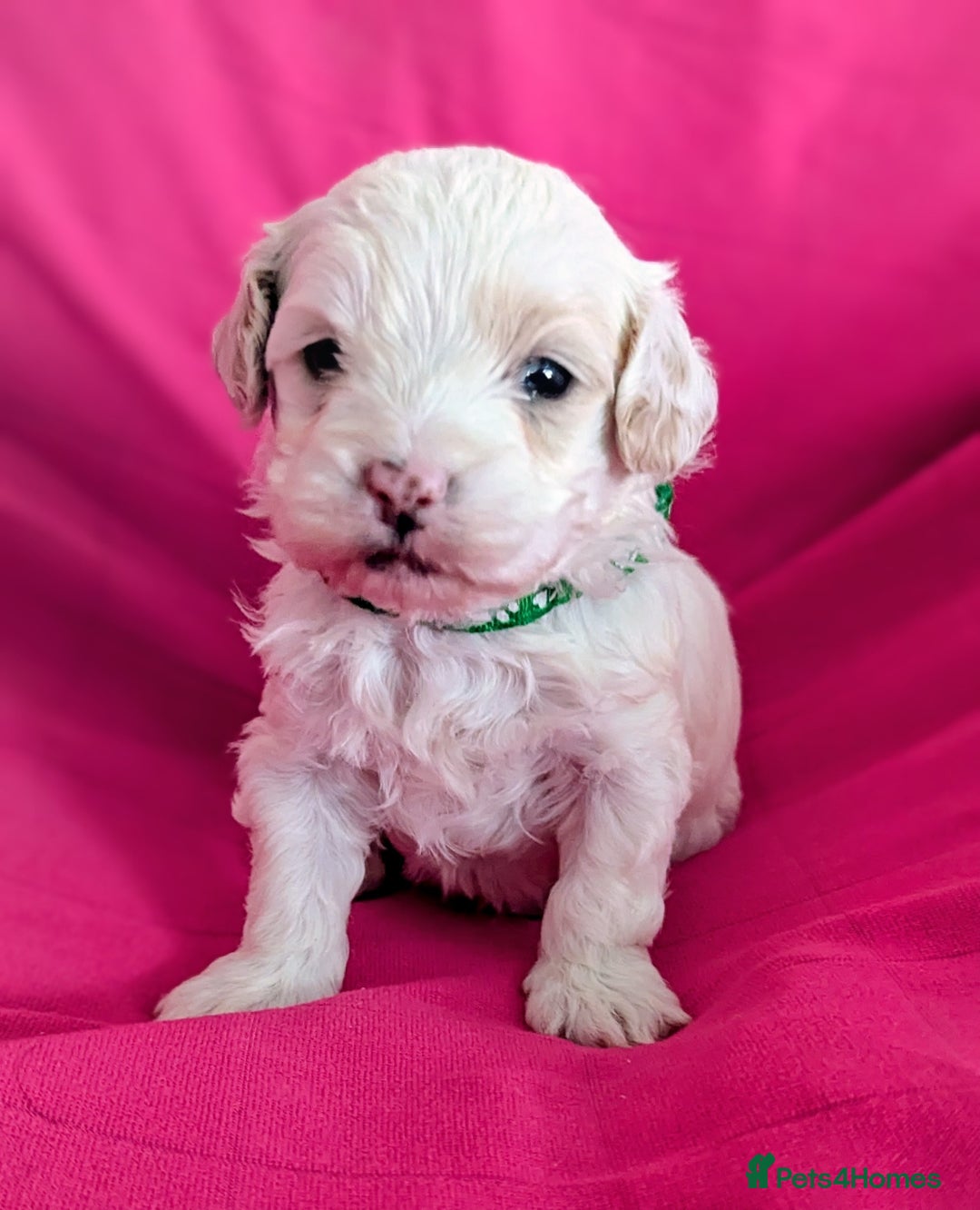 Maltipoo dogs for sale: Beautiful Toy Maltipoo Puppies - Advert 17