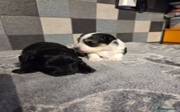 Yorkshire Terrier dogs for sale: Yorkshire terrier biewer puppies  - Advert 4