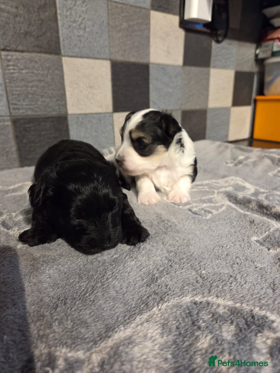 Yorkshire Terrier dogs for sale: Yorkshire terrier biewer puppies  - Advert 4