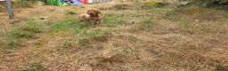 Hungarian Vizsla dogs for sale: Dual Purpose Hungarian Vizsla Bitch Puppies - Advert 19