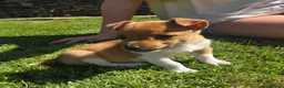 Jack Russell dogs for sale: Legally Docked Miniature Jack Russel Bitch Pup in Colne - Advert 3