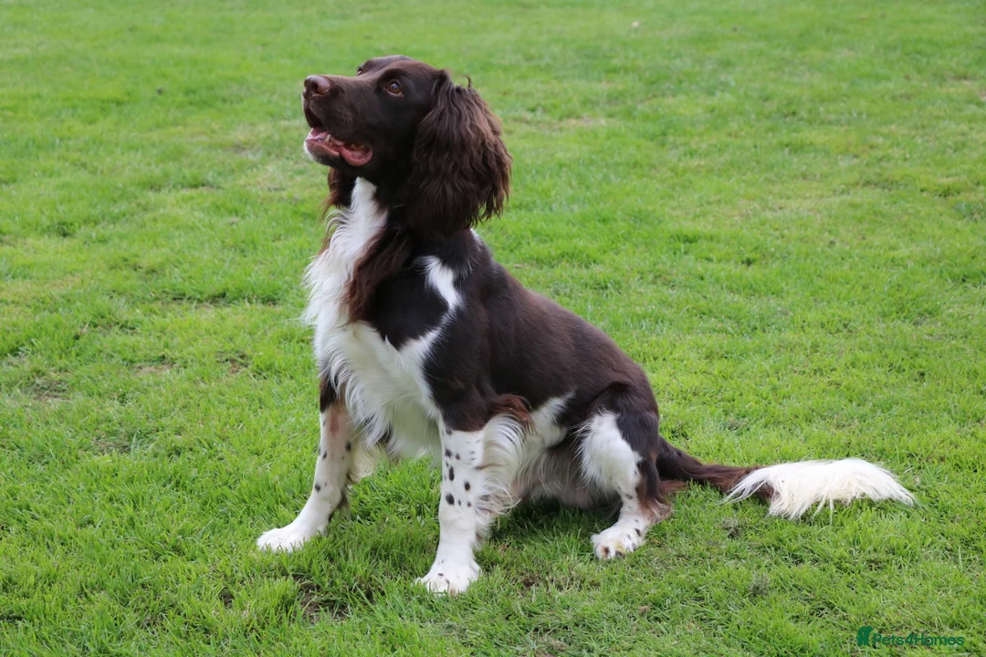 English Springer Spaniel dogs for stud: KC Reg, Health Tested, Liver & White ESS for Stud in Dereham - Advert 3