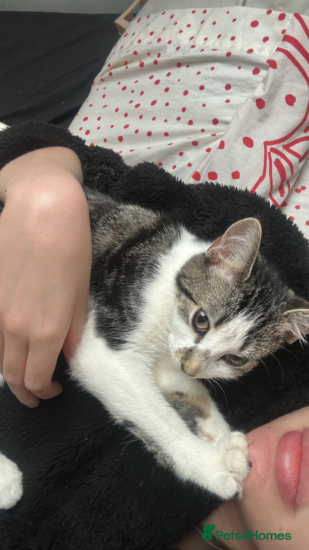 Mixed Breed cats for sale: Phoebe, 10 Months Old 🐾 🩷 - Advert 9