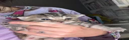 Mixed Breed cats for sale: 3 kittens  - Advert 2