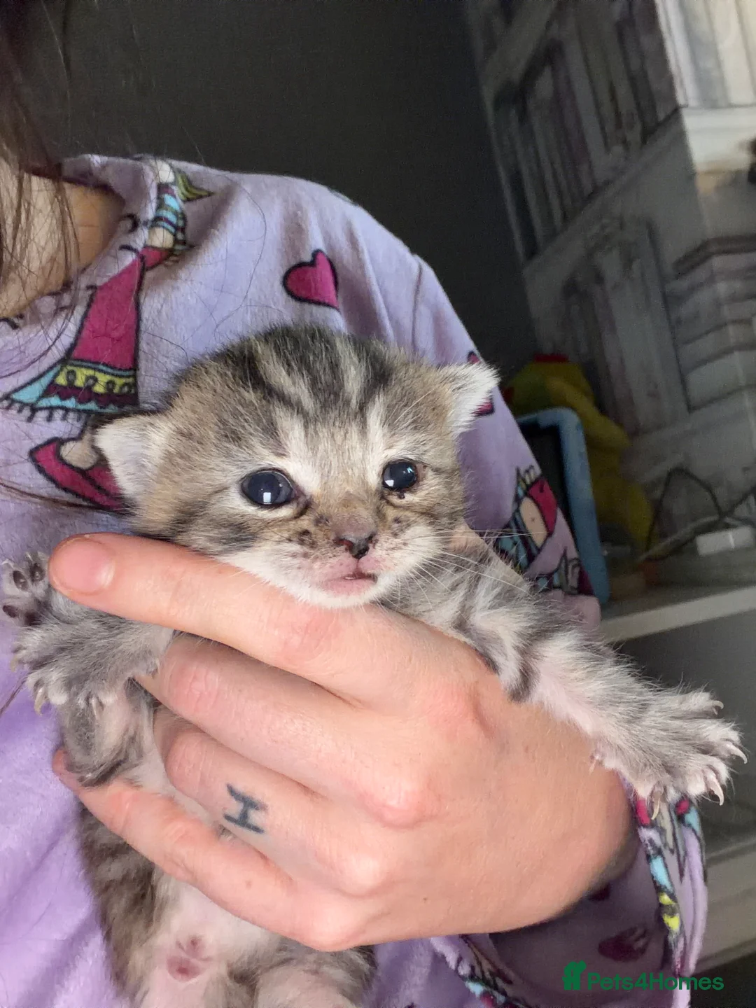 Mixed Breed cats for sale: 3 kittens  - Advert 2