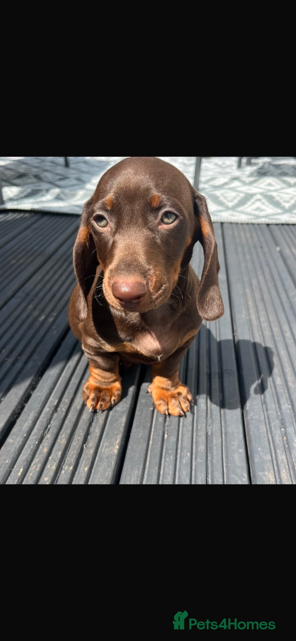 Dachshund dogs Last boys Dachshund puppies  - Advert 6
