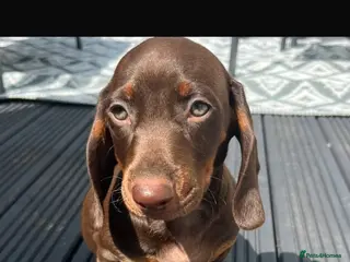 Dachshund dogs Last boys Dachshund puppies - Advert 6