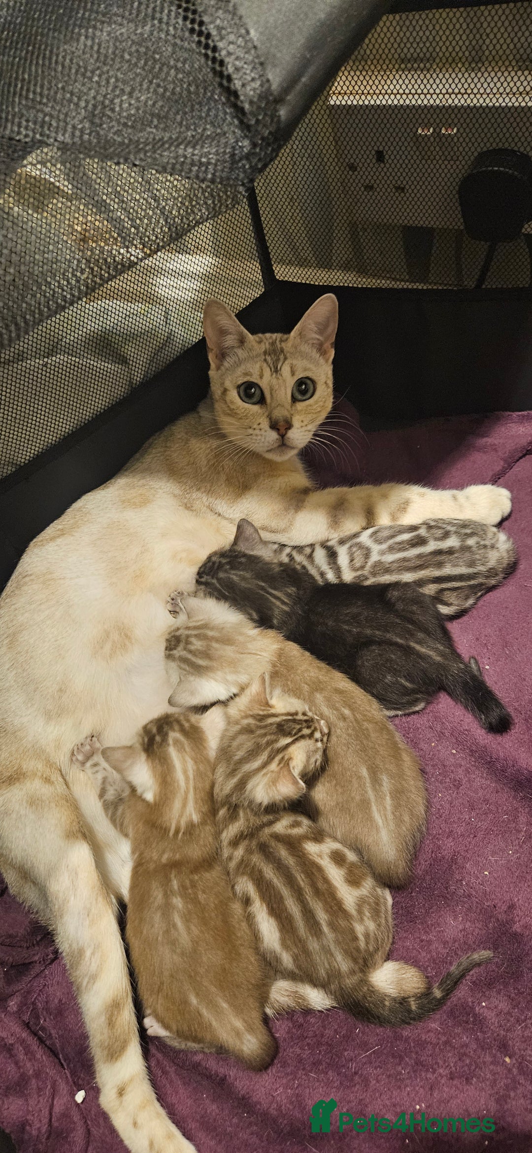 Bengal cats for sale: Rare Bengal babies - Image 29