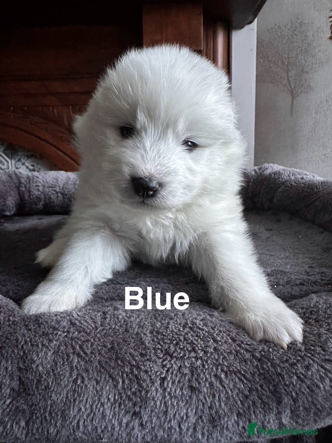 Samoyed dogs for sale: Samoyed Puppies — Ready to Reserve Now! - Image 12