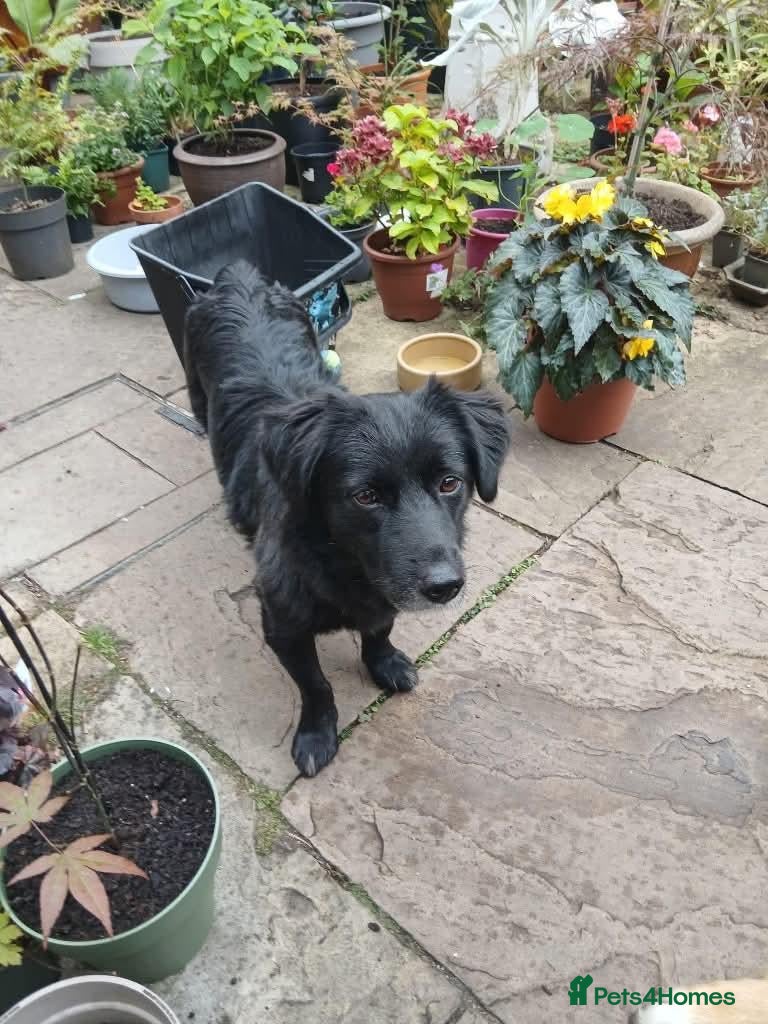 Mixed Breed dogs Meet Carmel, currently residing in Cheshire  - Advert 1