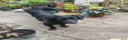 Mixed Breed dogs for adoption: Meet Carmel, currently residing in Cheshire  in Altrincham - Advert 1