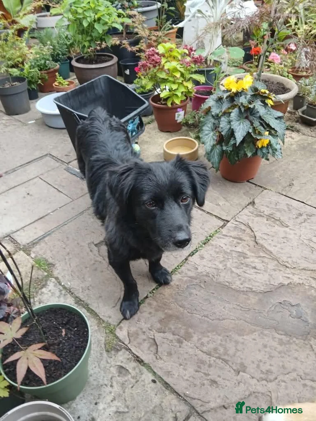 Mixed Breed dogs for adoption: Meet Carmel, currently residing in Cheshire  in Altrincham - Advert 1