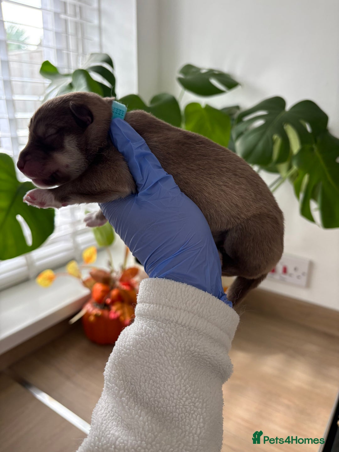 Siberian Husky dogs for sale: Pedigree Siberian Husky Puppies - Image 9
