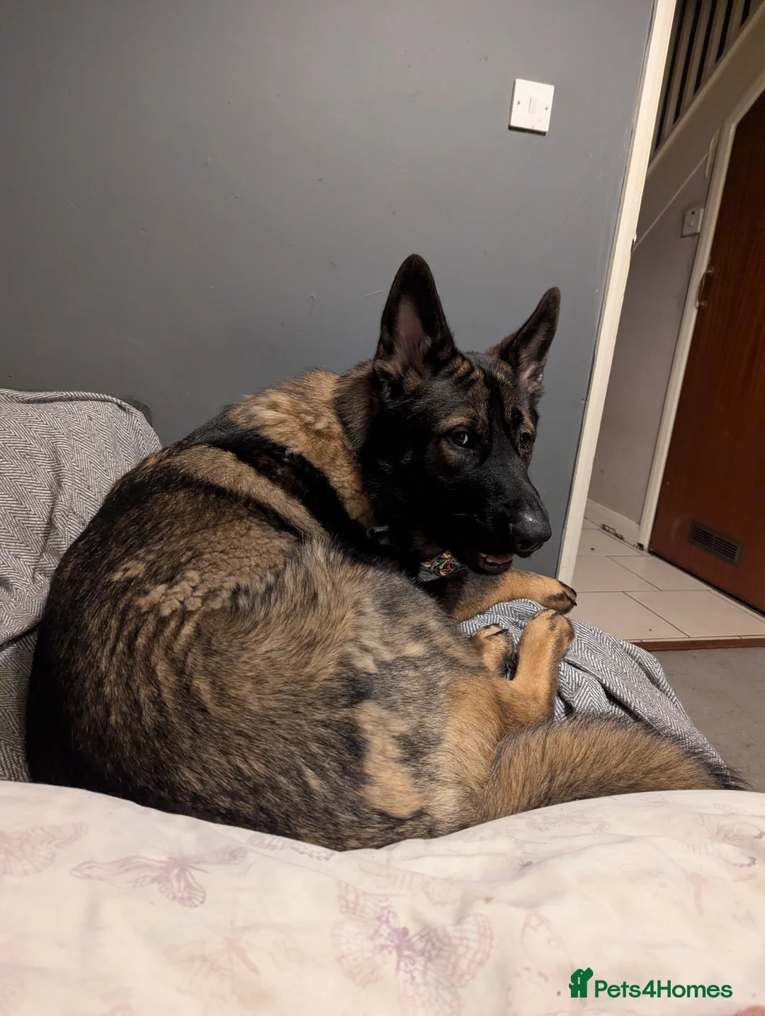 German Shepherd dogs for sale: German shepherd boy - Advert 2