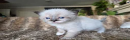 Ragdoll cats for sale: Pure Ragdoll Kittens 🌸 - Advert 23