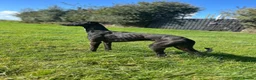 Lurcher dogs for sale: Whippet x saluki greyhound  - Advert 5