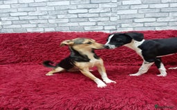 Mixed Breed dogs for adoption: 💖🐶 ADELE 🐶💖 - Image 11
