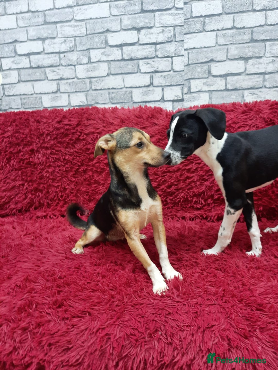 Mixed Breed dogs for adoption: 💖🐶 ADELE 🐶💖 - Image 11