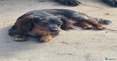 Miniature Dachshund dogs - Advert 13