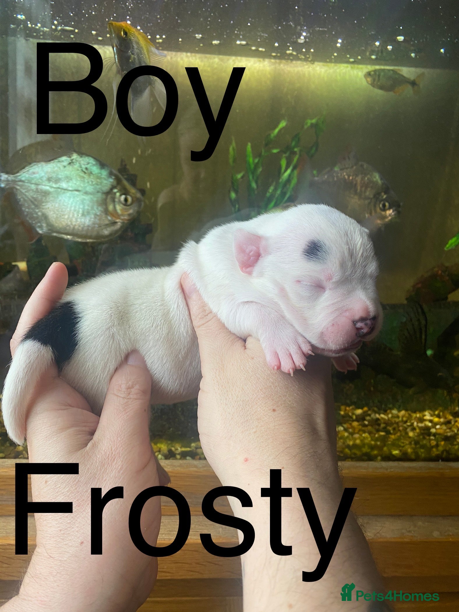 Staffordshire Bull Terrier dogs Beautiful litter of 10  - Advert 1