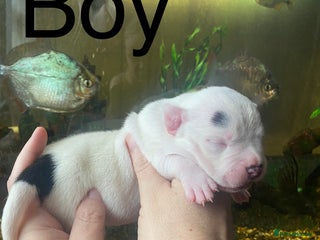 Staffordshire Bull Terrier dogs Beautiful litter of 10 - Advert 12