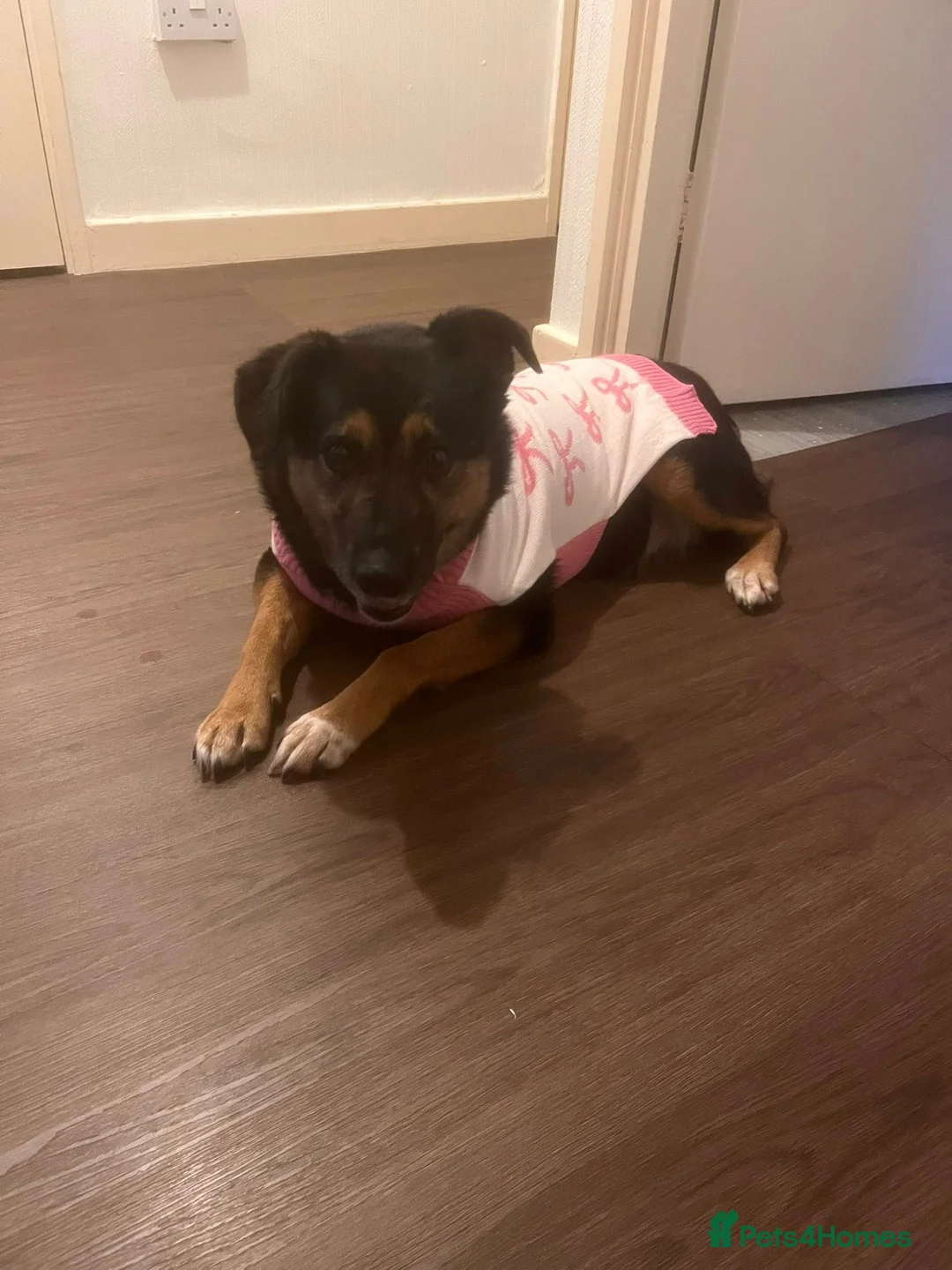 Mixed Breed dogs for adoption: Bumble for adoption - Advert 9