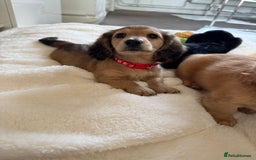 Miniature Dachshund dogs for sale: 1 YEAR OLD EXTRA TINI CREAM LONGHAIR DACHSHUND  in Sudbury - Image 13