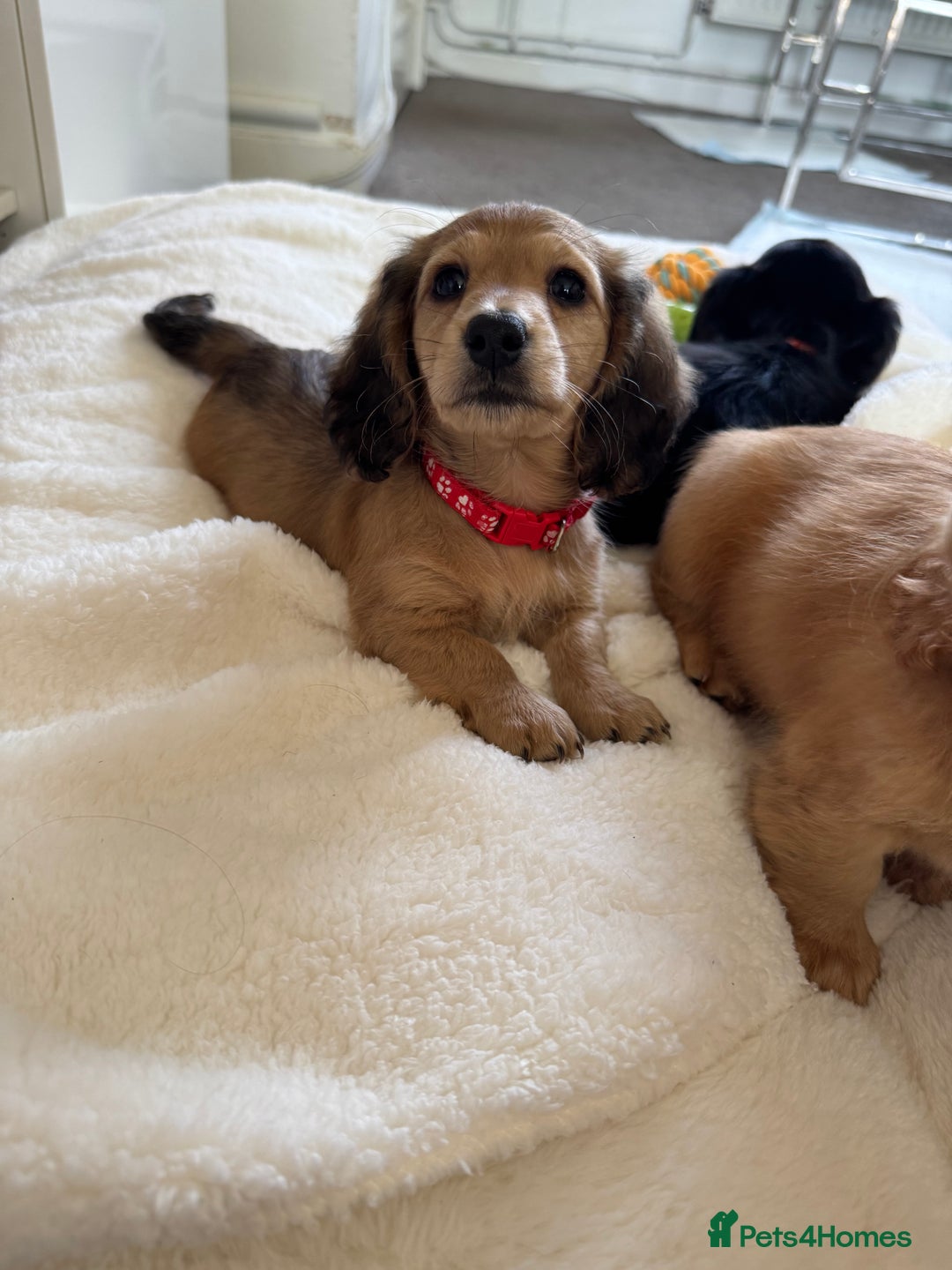 Miniature Dachshund dogs for sale: 1 YEAR OLD EXTRA TINI CREAM LONGHAIR DACHSHUND  in Sudbury - Image 13