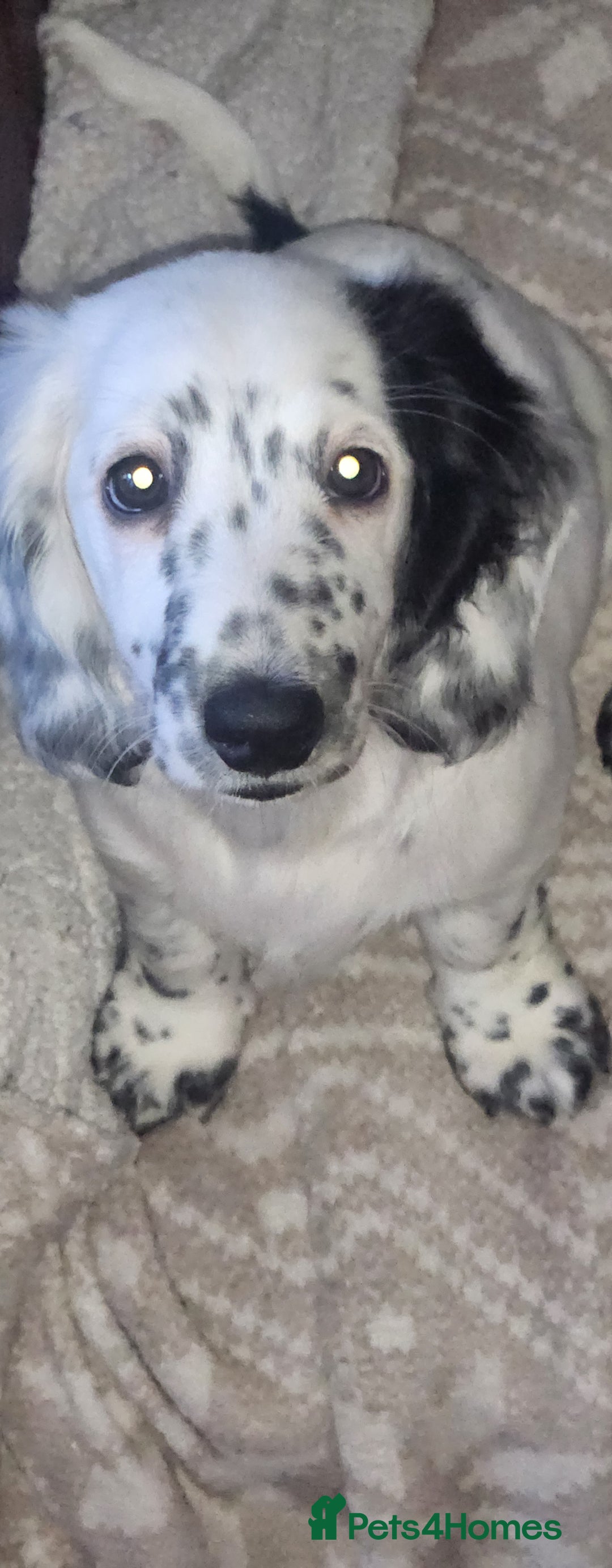 Dachshund dogs for sale: Sale of Stunning Dachshund Puppies starting at  - Image 13