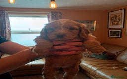 Cockapoo dogs for sale: Beautiful Cockapoo Pups  - Image 11