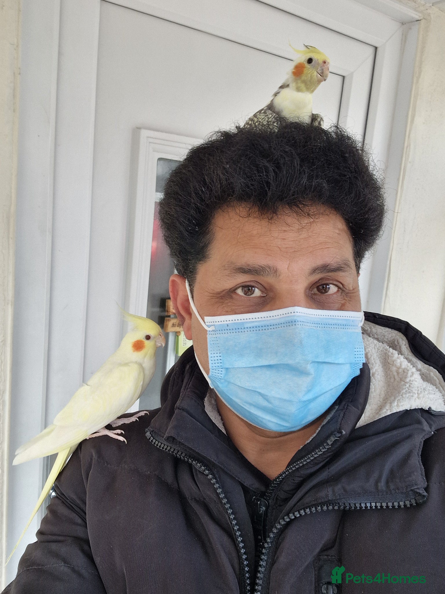 Cockatiels birds Super Hand Tamed cockatiel for sale  - Advert 6