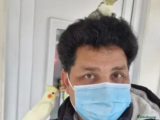 Cockatiels birds Super Hand Tamed cockatiel for sale - Advert 6