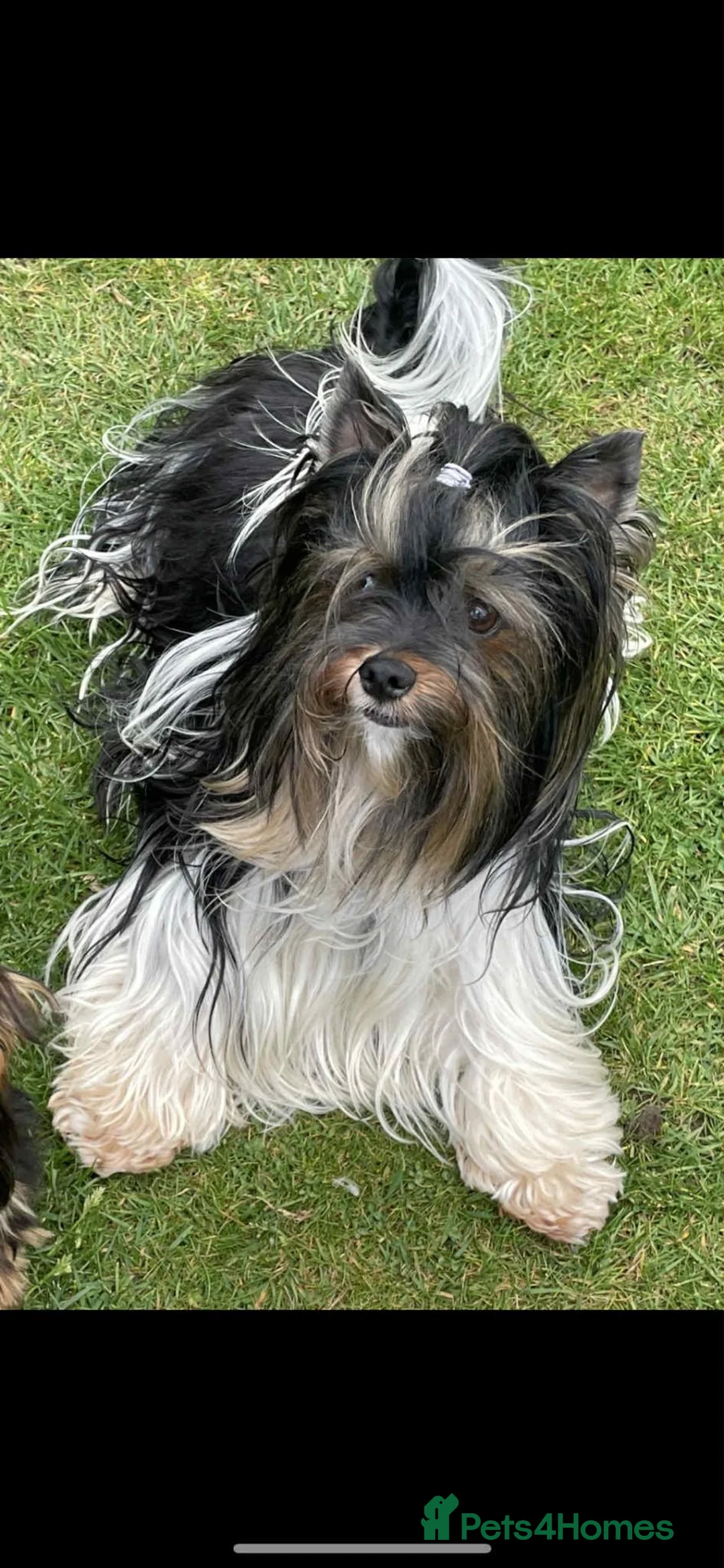 Yorkshire Terrier dogs for sale: Gorgeous Yorkshire Terrier Biewer Puppies - Advert 12