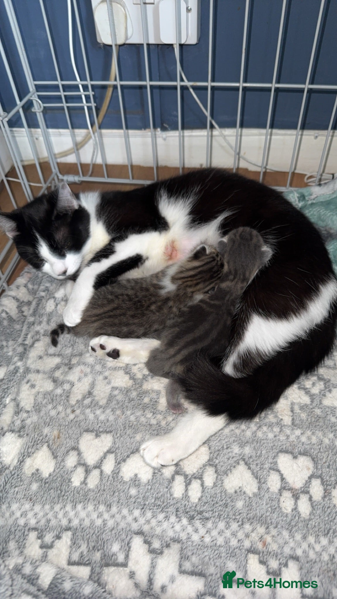 Mixed Breed cats 2 boy kittens  - Advert 4