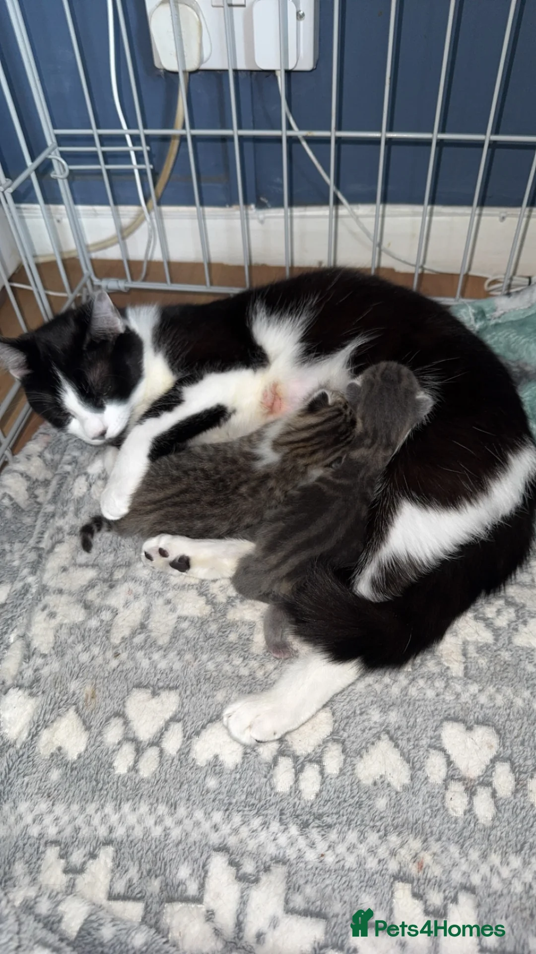 Mixed Breed cats for sale: 2 boy kittens  - Advert 1